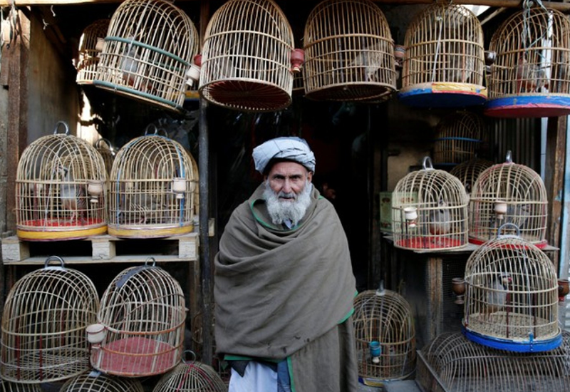 کوچه کاه فروشی کابل؛ محلی برای خرید و فروش پرندگان , افغان تراول afghantravelaf
